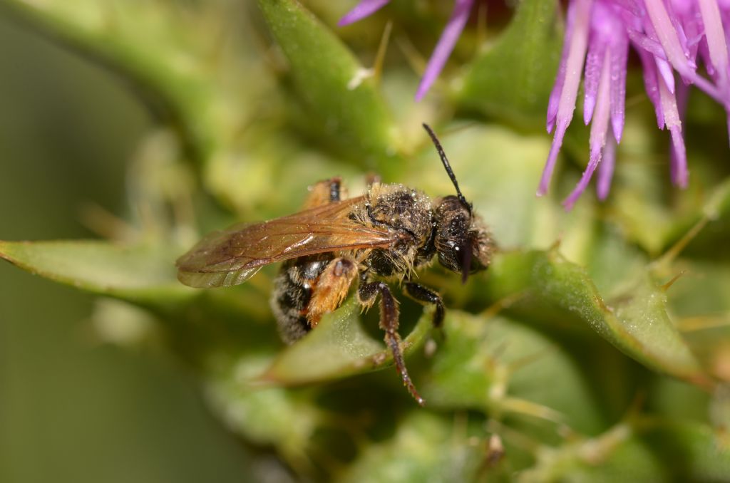 Apidae Andreninae:   Andrena sp., femmina